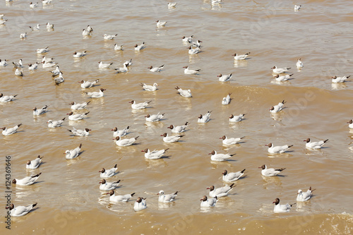 Seagull swimming on the sea at Bang Pu beach, Thailand