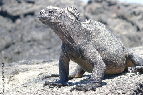 Ecudor  Galapagos  Isabela Island  Marine iguanas