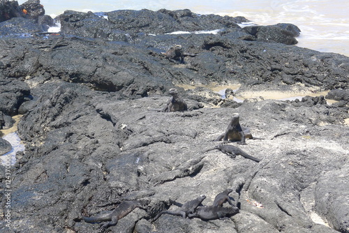 Ecudor, Galapagos, Isabela Island, Marine iguanas photo