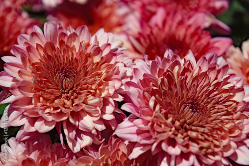 Pink mums in the garden