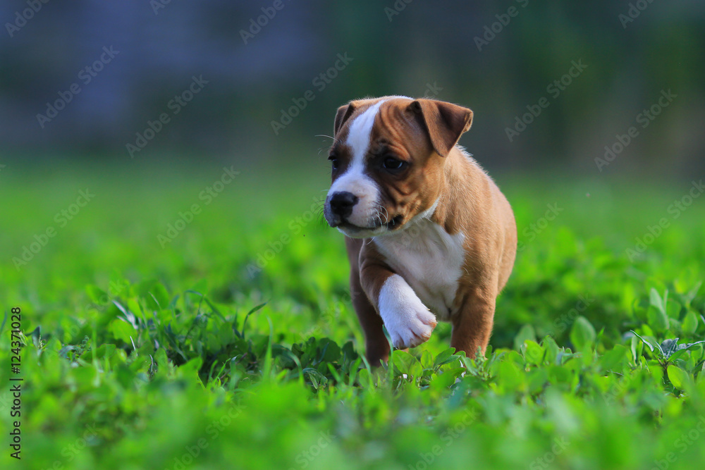 puppy staffordshire bull terrier