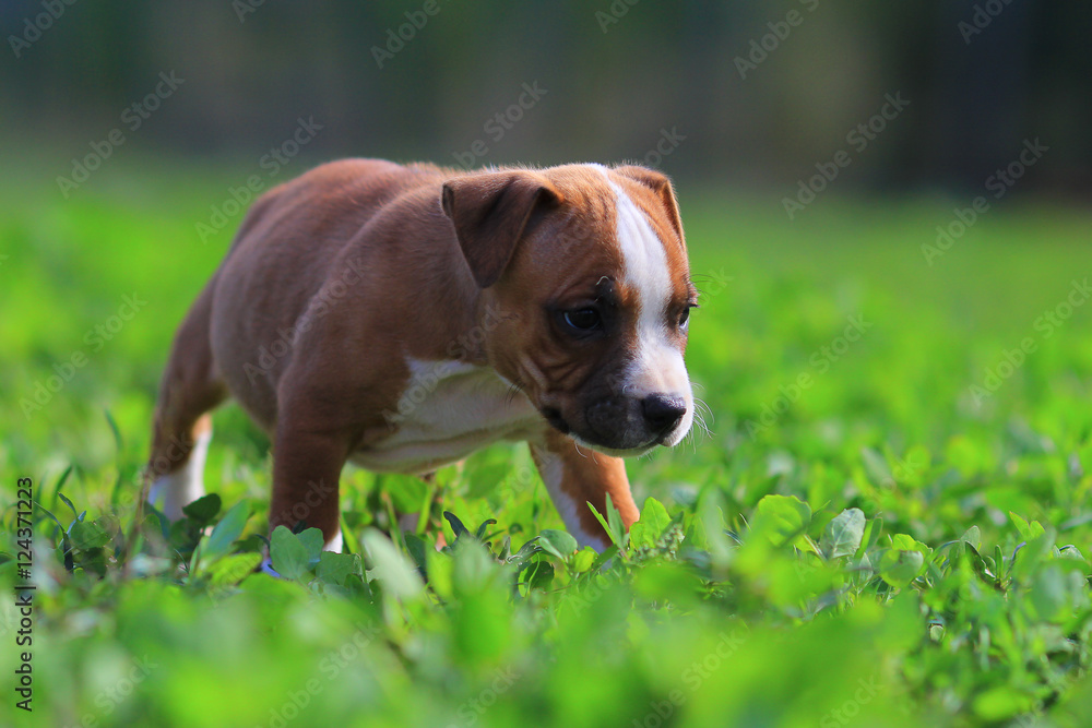 puppy staffordshire bull terrier