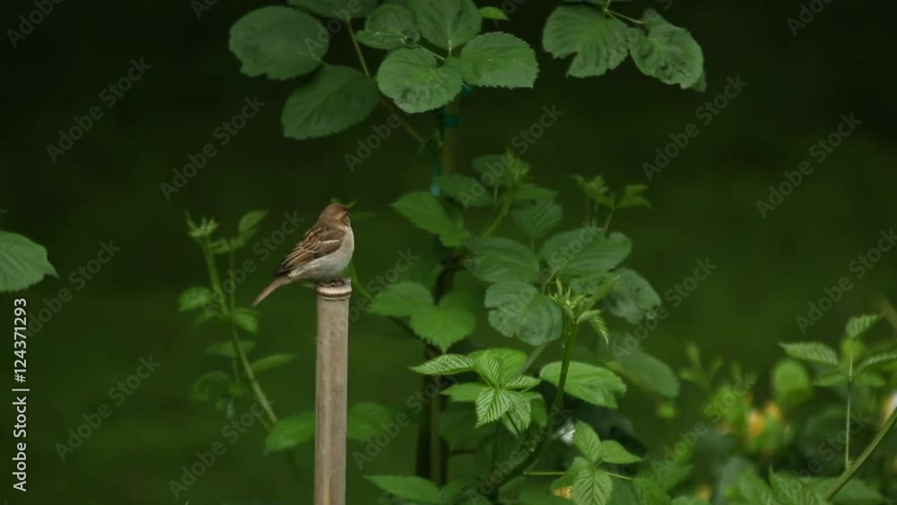 House Sparrows, male and female house sparrows (Passer domesticus) fight for a bamboo perch. House Sparrows, male and female house sparrows (Passer domesticus) fight for a bamboo perch.