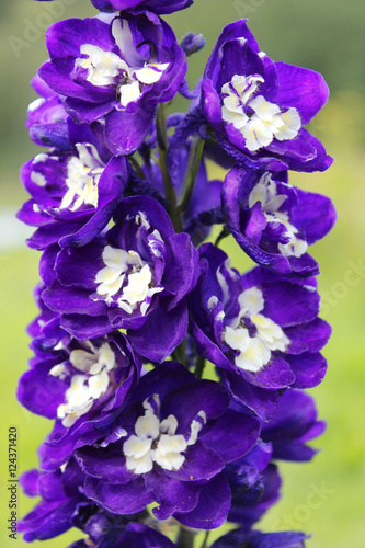 Purple Delphinium flower