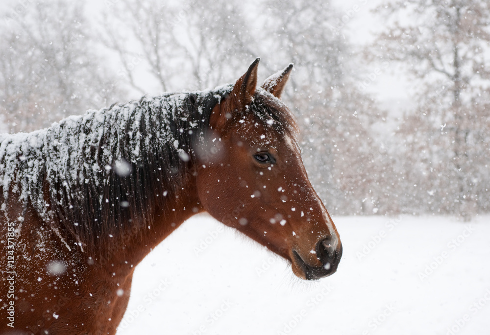 Naklejka premium Koń rudy w ciężkim łuku spada na nią śniegiem