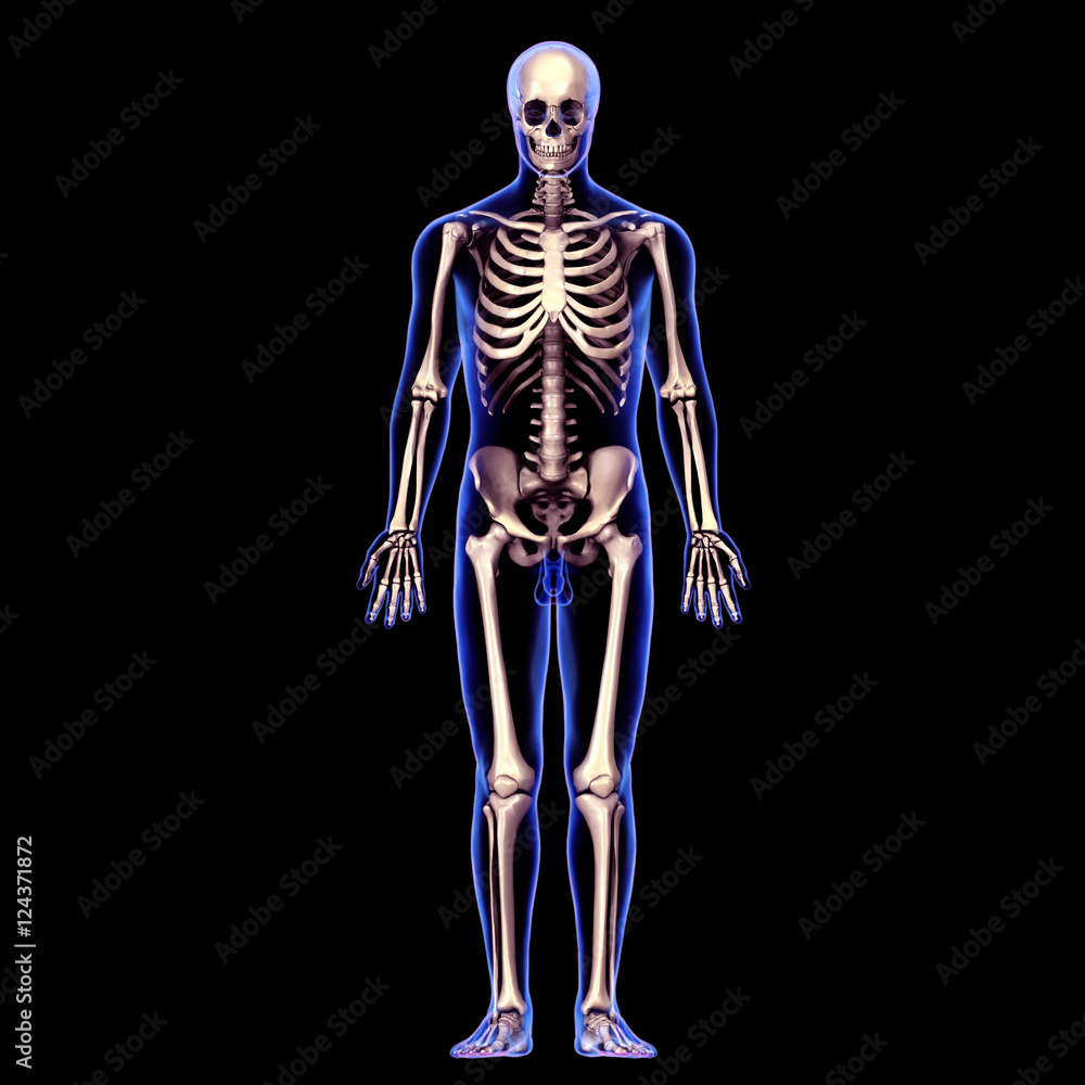 3d rendered medically accurate illustration of skeleton anatomy 3d rendered medically accurate illustration of skeleton anatomy