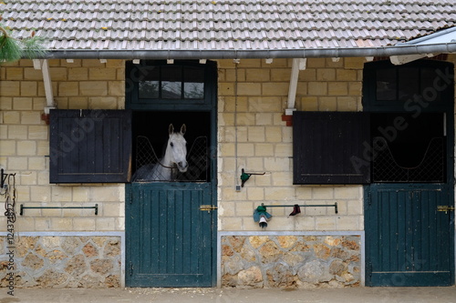 Fototapeta Naklejka Na Ścianę i Meble -  box cheval course hippique hippodrôme élevage écurie pur sang