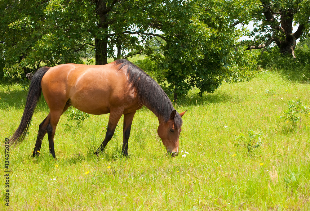 Shiny light bay Arabian horse grazing in lush green summer pasture Shiny light bay Arabian horse grazing in lush green summer pasture
