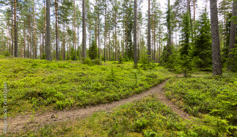 Wandern durch den schwedischen Wald Wandern durch den schwedischen Wald
