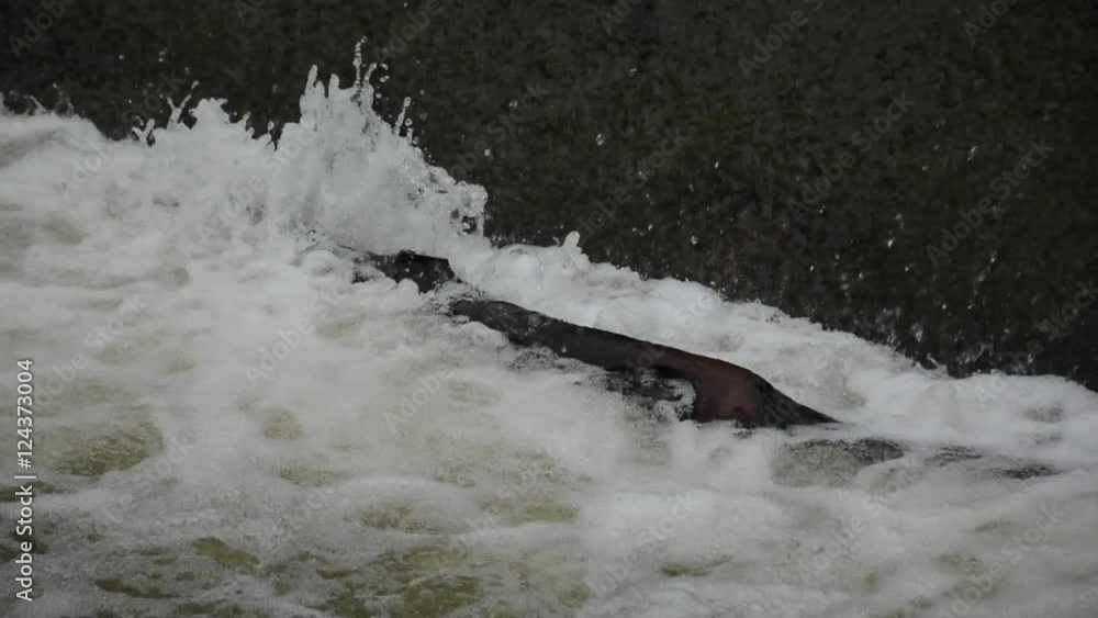 Rushing water spillway at alow head dam after heavy rain, Westerville, Ohio/USA on June 12, 2014. Rushing water spillway at alow head dam after heavy rain, Westerville, Ohio/USA on June 12, 2014.