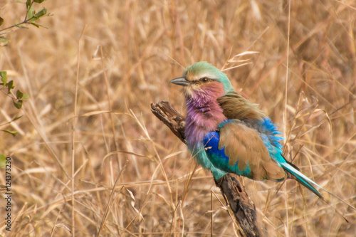 Lilac Breasted Roller on branch with dry field of grass background © MWolf Images