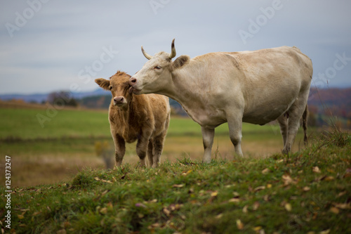 Fototapeta Naklejka Na Ścianę i Meble -  White Cow Cleaning Calf In Grass Field