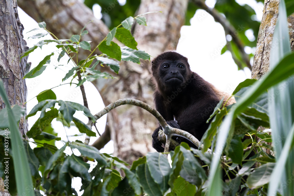 Fototapeta premium mantled howler monkey - Alouatta palliata
