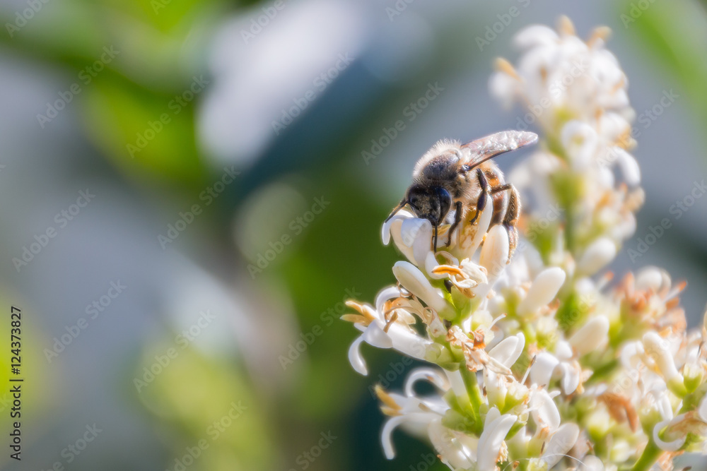 Honey bee in bright sunlight on white flowers Honey bee in bright sunlight on white flowers