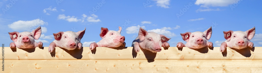 Fleisch - Werbung, Ferkel lehnen auf einem Holzzaun Fleisch - Werbung, Ferkel lehnen auf einem Holzzaun