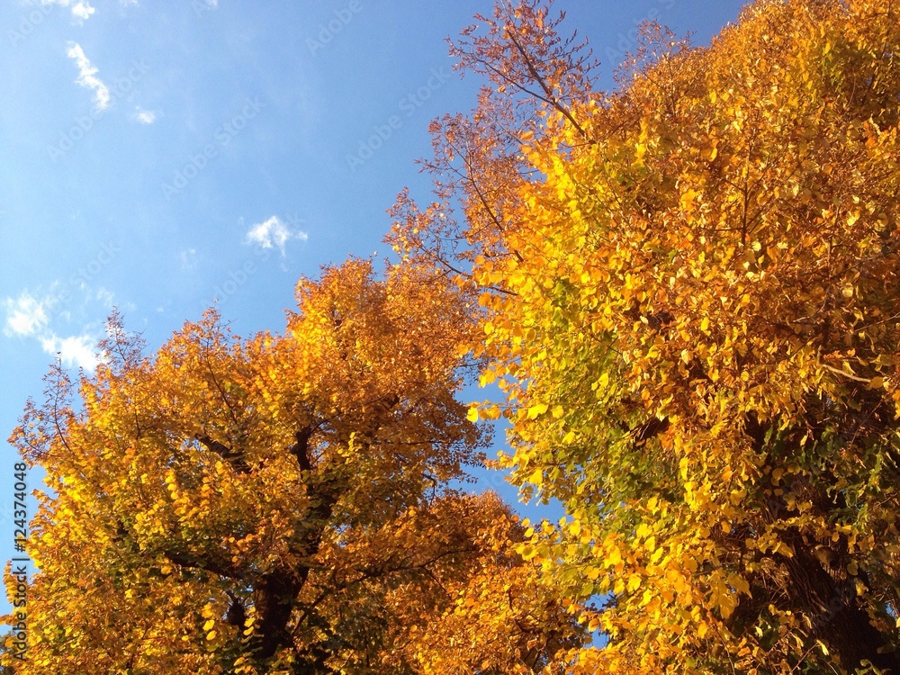 autumn foliage autumn foliage