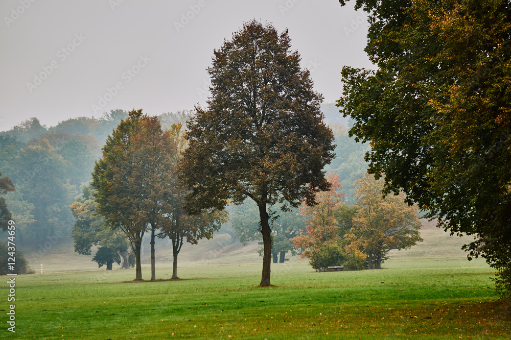 Trees in the park Muskauer in fog during autumn in Germany.