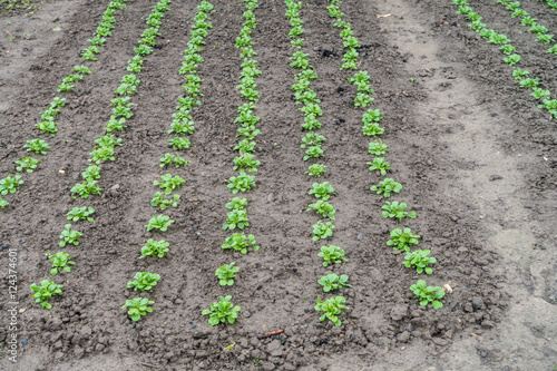 Feldsalat im Beet