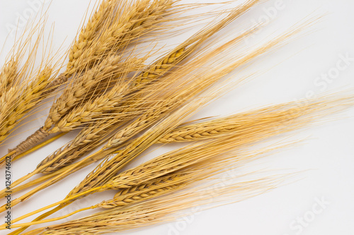 Wheat and barley on  white background