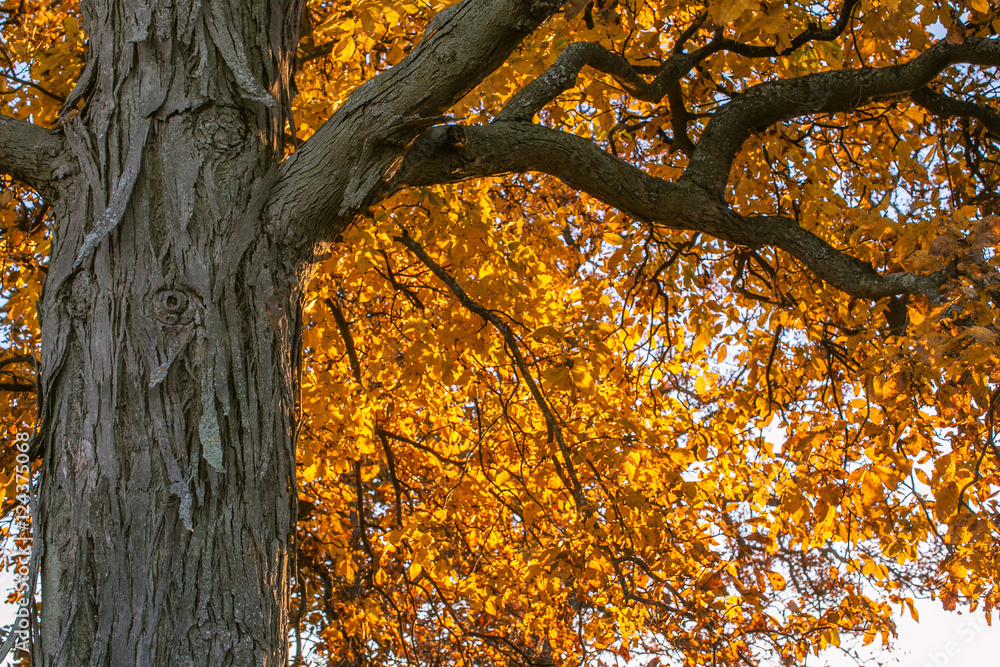 Fototapeta premium Trunk of a shagbark hickory tree with yellow leaves in the background