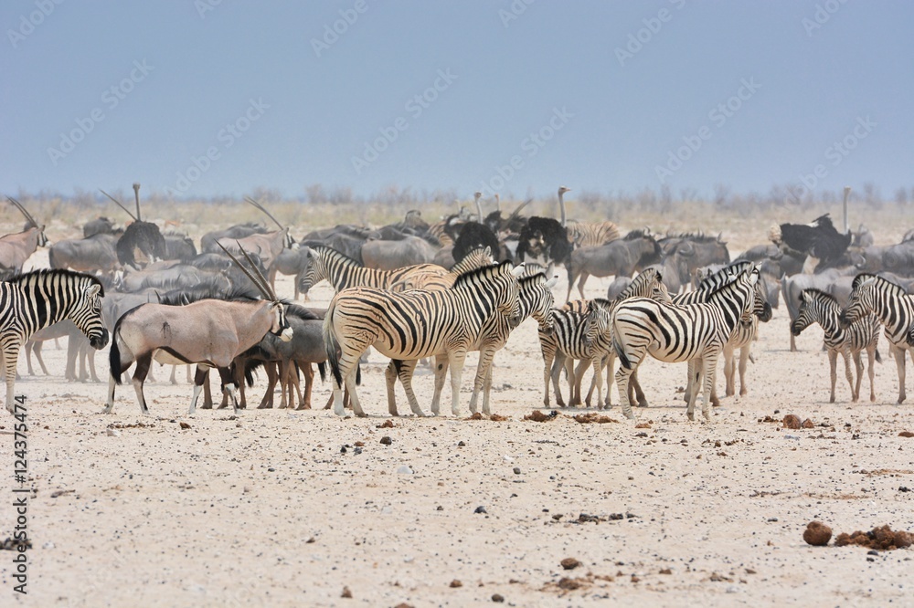 Zebraherde (Equus quagga) im Etosha Nationalpark Zebraherde (Equus quagga) im Etosha Nationalpark