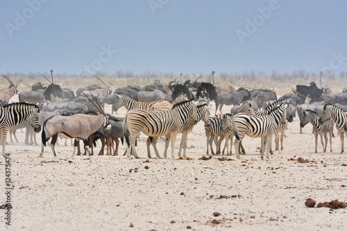 Zebraherde  Equus quagga  im Etosha Nationalpark