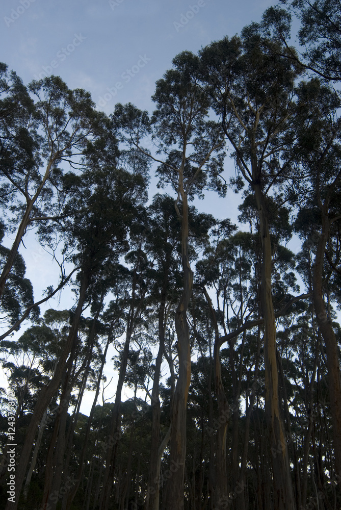 Fototapeta premium a grove on tall gum trees against a twilight sky