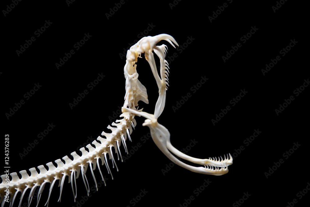 Obraz premium Snake skeleton on black isolated background