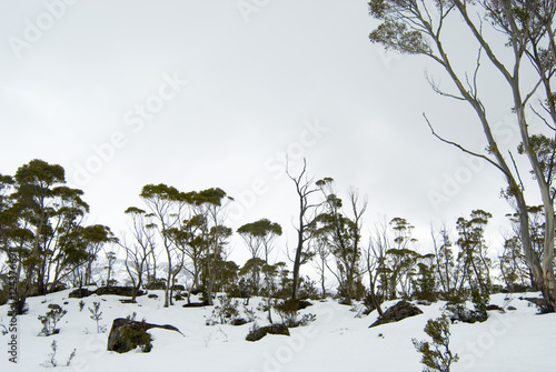 Obraz na płótnie alpine tree line