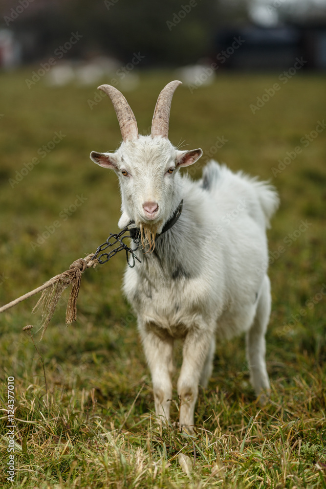 Obraz premium Белый козёл на лугу