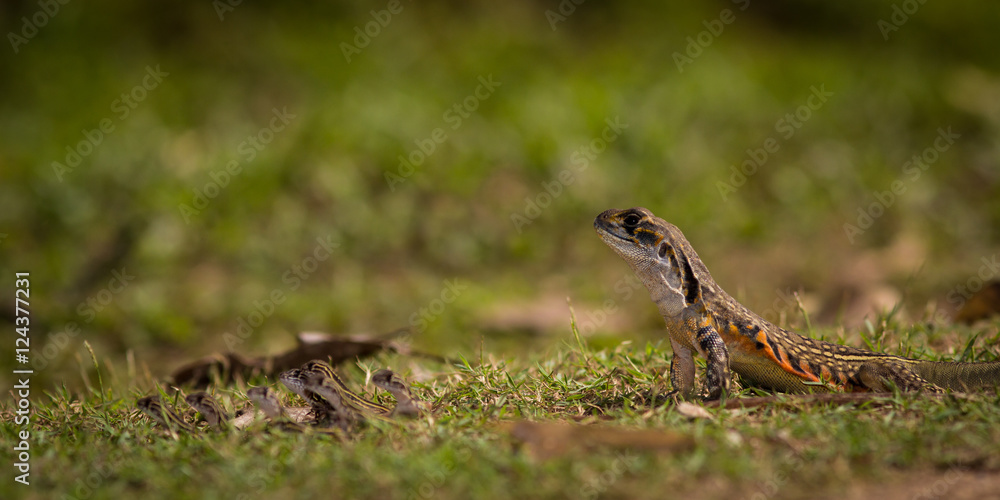 Butterfly Lizard.