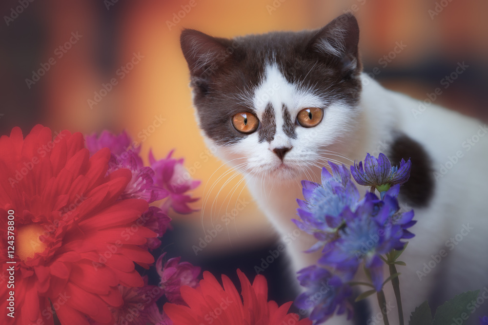 Junge Britisch Kurzhaar Katze in bicolor mit Blumen