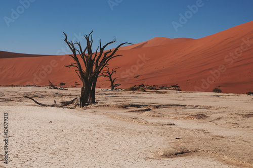 namibian desert
