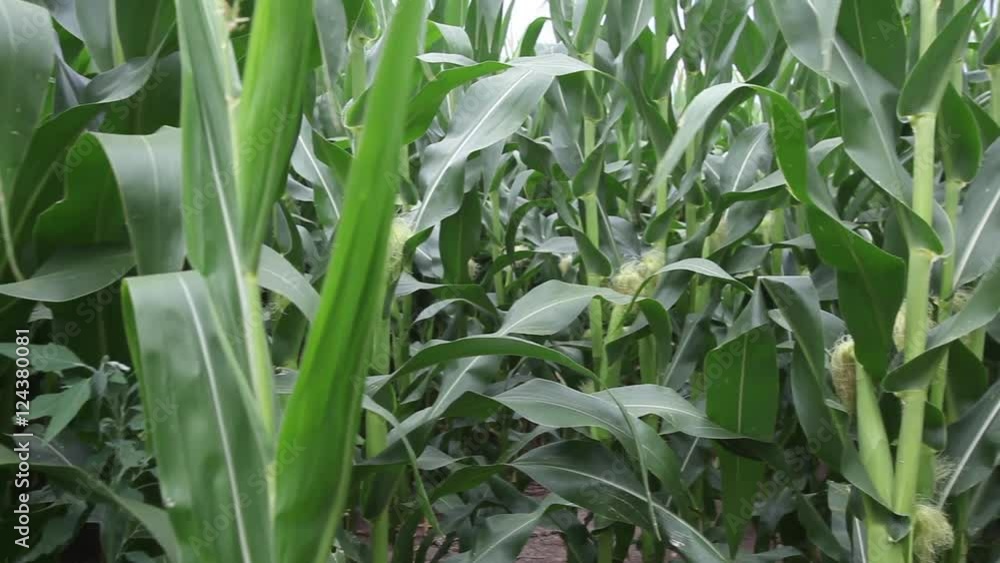 Corn field, pan right. Corn field, pan right.