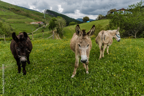 Drei Esel auf einer Wiese am Jakobsweg in Spanien bei schlechtem Wetter