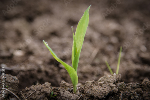 Junge Maispflanze im Feld