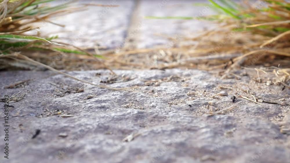 line of ants moving in horizontal line on the stone floor between grass against the light macro detail line of ants moving in horizontal line on the stone floor between grass against the light macro detail