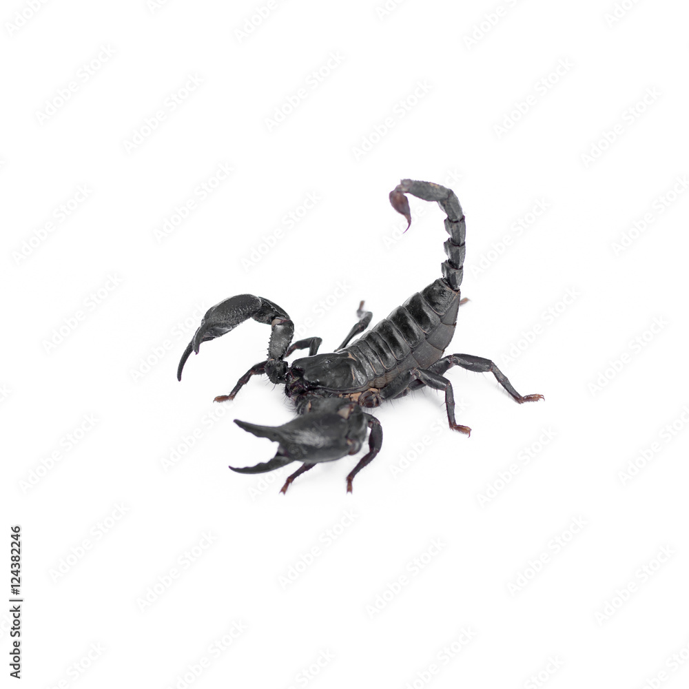Scorpion isolated on white background Scorpion isolated on white background