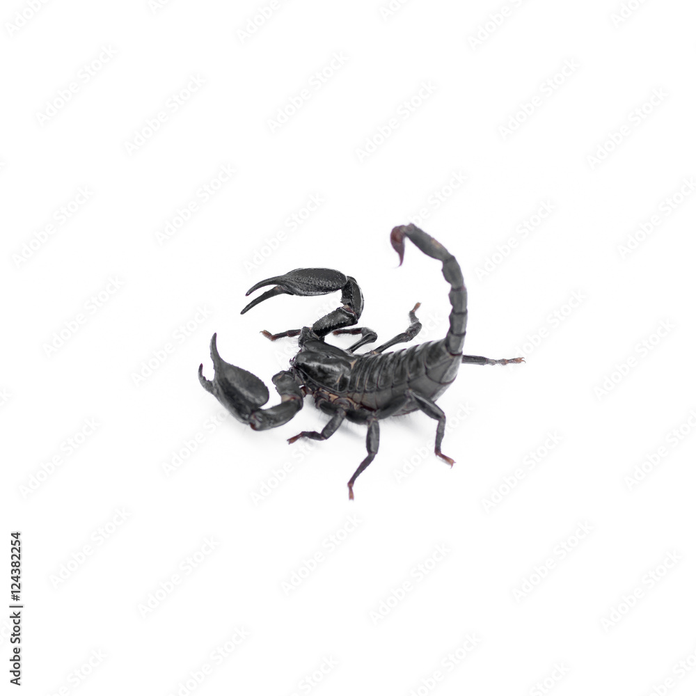 Scorpion isolated on white background Scorpion isolated on white background