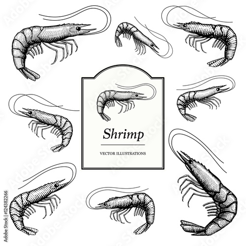 Hand drawn illustrations of shrimp (prawn) in a vintage style