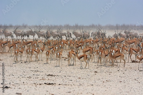 Springböcke (antidorcas marsapulis) und Oryx (Oryx gazella) im Etosha Nationalpark