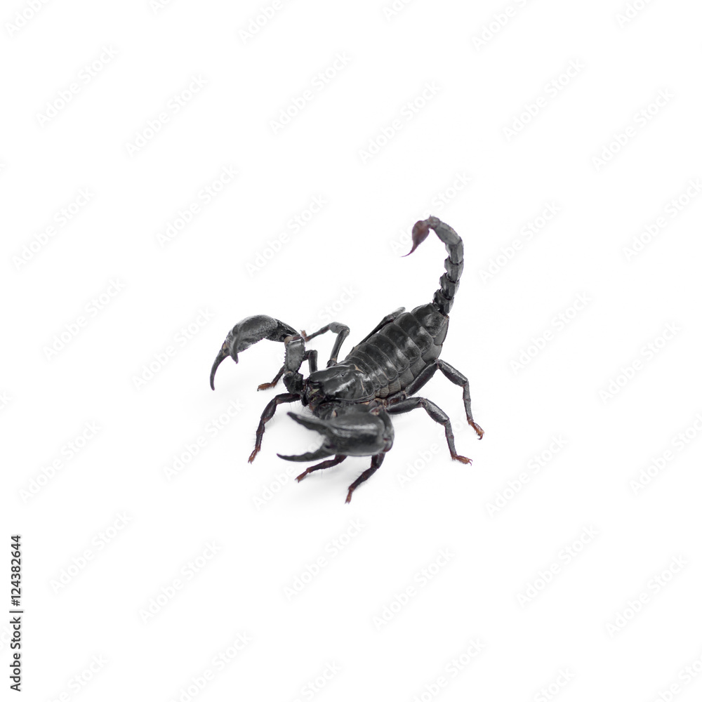 Scorpion isolated on white background Scorpion isolated on white background