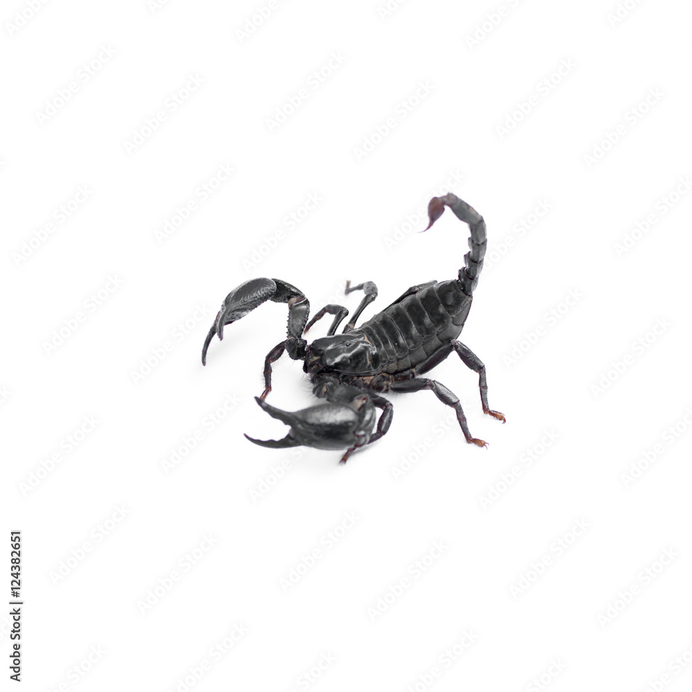 Scorpion isolated on white background Scorpion isolated on white background