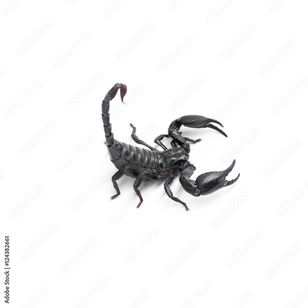 Scorpion isolated on white background Scorpion isolated on white background