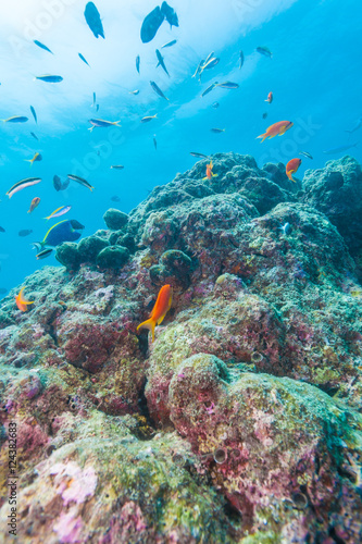 Colorful ocean landscape with lstone corals in the Maldives
