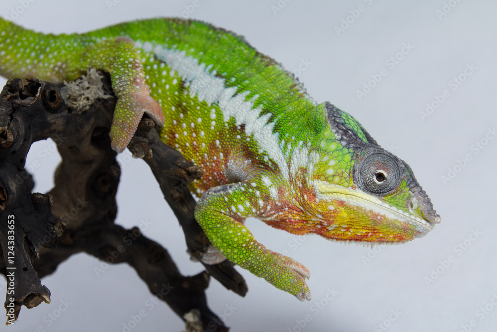 Obraz premium Chameleon Nosy Mitsio, madagascar