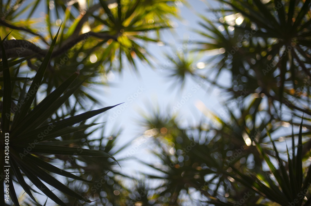 Tropical vegetation Tropical vegetation