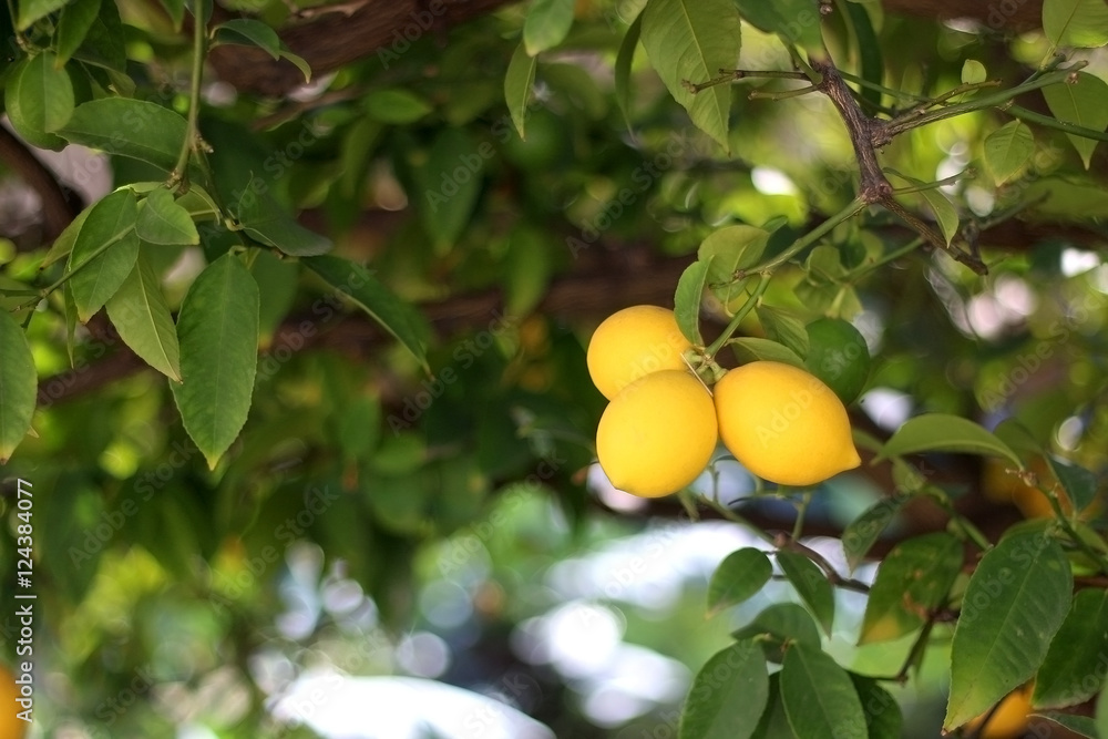 Organic lemons growing on a tree. Selective focus. 
