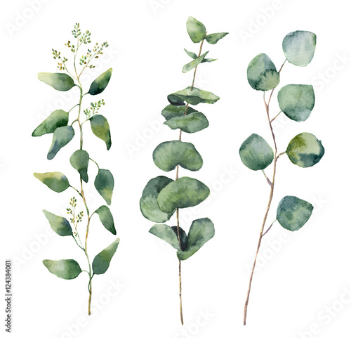 Photographie Watercolor eucalyptus round leaves and branches set