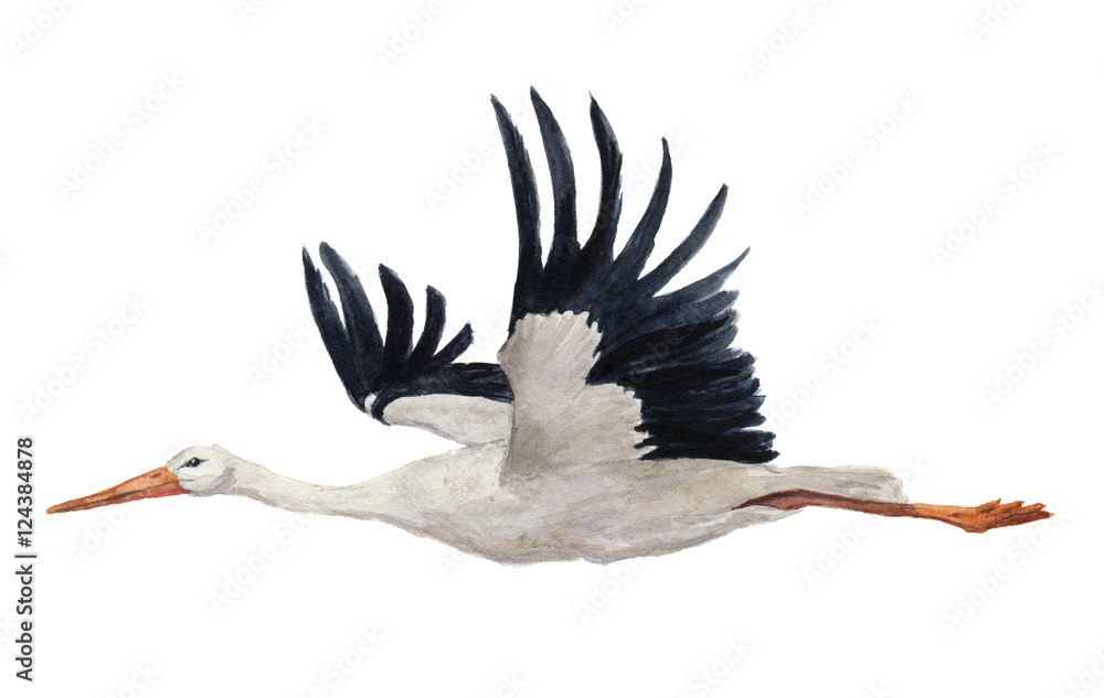 Fototapeta premium Watercolor flying white stork. Hand painted ciconia bird illustration isolated on white background. For design, prints or background